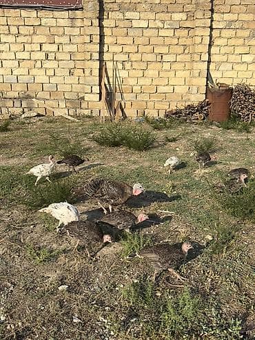 hind qysy: 1ana 18 bala bir yerdə satılır 10 hündüşka balası 8cücə 2 aylıqdırlar — 3