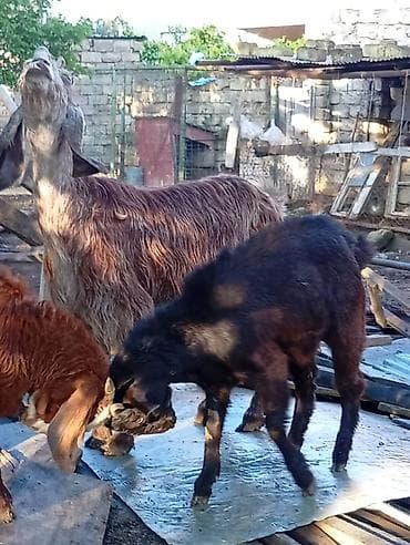 erkek: 3 ayın kecib erkekdi ana saf qan helebdi atası muruciana — 4