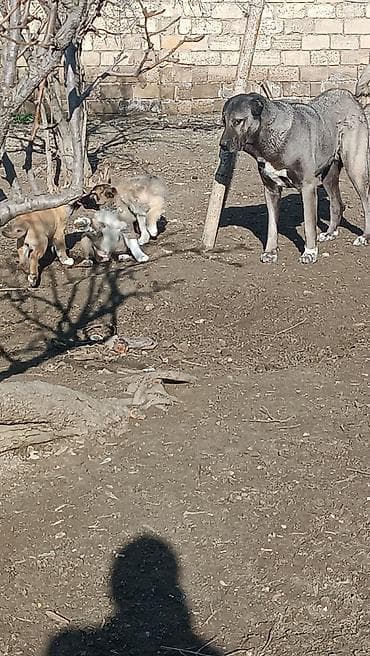 sabuncu it bazari: Kanqal — 2