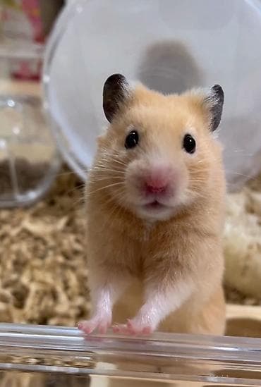 xususi heyvan adlari: Məhsul: Hamster (Suriyalı/qızılı tipli) Təsvir: - Rəng: krem/qızılı — 1