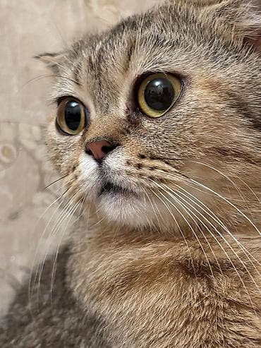 benqal pisiyi: Şotland, Erkək, Dişi, Yaxşı əllərə, Pulsuz çatdırılma, Ödənişli çatdırılma — 8