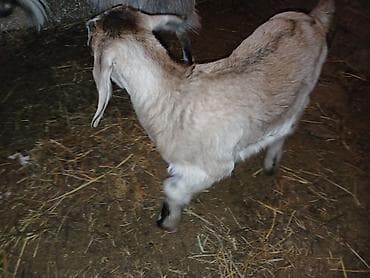 keçi dişi: Məhsul: Balalı keçi Təsvir: - Balalar mart ayının 17-si doğulub.1 — 4