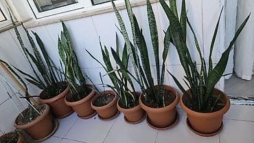 otaq studiya: Böyük Şeflera, qılınc gülləri Monstera yarpaqları tökülüb, böyük — 1