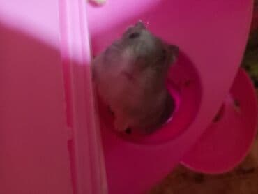 Yuvalar: Hamster dəsti – 2 ədəd xamyak qəbəsi və su qabı ilə birlikdə — 6