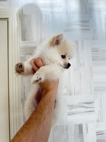 Lüğətlər: Şpitz, 3 ay, Erkek — 1