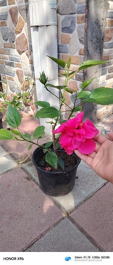 gubre: Çiçəkli hibiskus (Çin qızılgülü) – qapalı dibçəkdə - Növ: Hibiscus — 1
