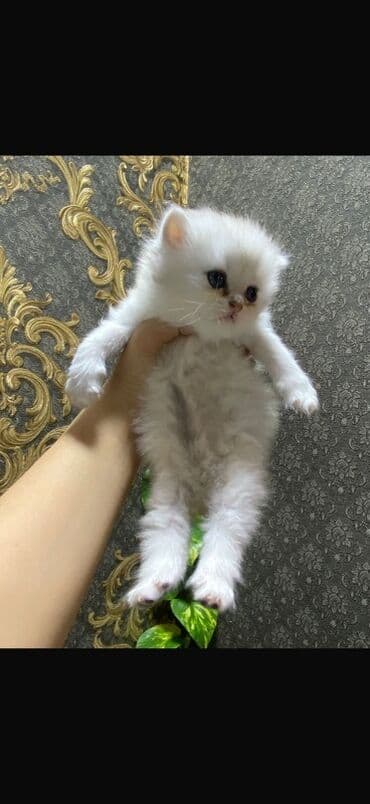 сколько стоит котенок: Британская — 3