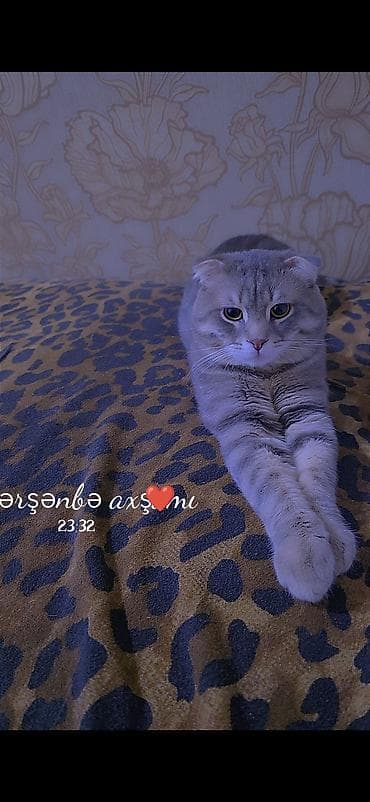 ev pisiyi: Şotland yastı qulaq — 1