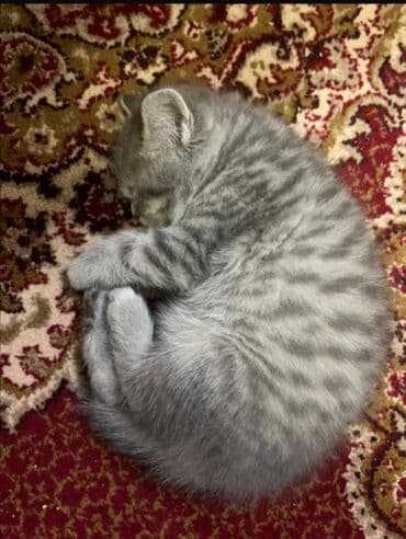 pitbull tap az: Şotland, Erkək, Ünvandan götürmə — 3