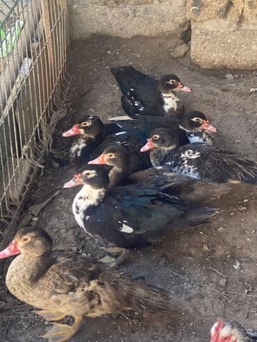 geref quşu: Muscovy (hind quşu) ördəkləri – qarışıq rənglər - Şəkillərdə görünən 7 — 2