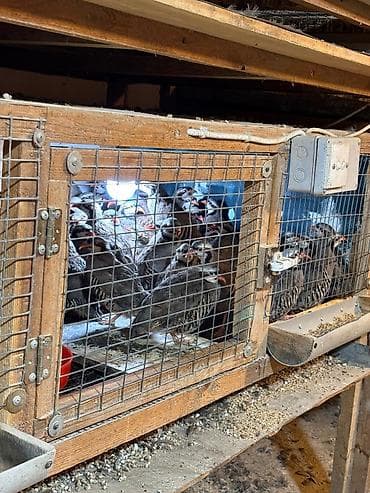 qu qusu sekilleri: Məhsul: Dağ kekliyi (Alectoris chukar) – sürü halında Təsvir: - — 7