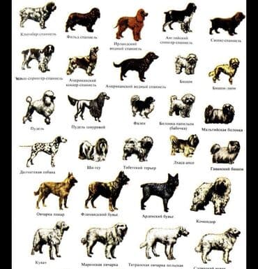 Məhsul: İt cinsləri üzrə divar poster/çarx Təsvir: - Müxtəlif it