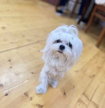 pişik satişi: Malta bolonka — 14