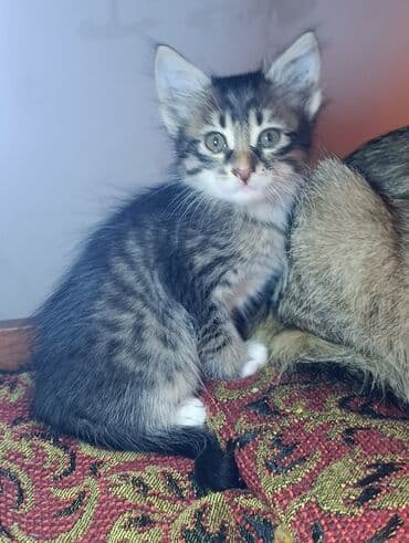 кот в добрые руки: В добрые руки — 2