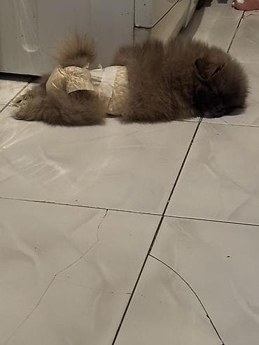 heyvan satilir: Pekines, 2 ay, Dişi — 6