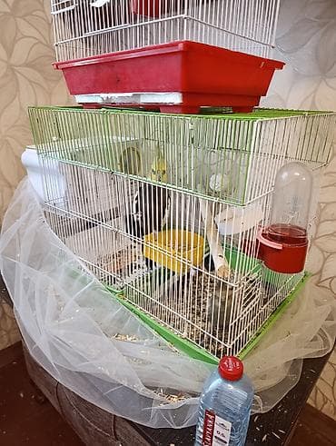 Nimfa (cockatiel) cütlüyü və qəfəs dəsti - Növ: Nimfa tutuquşusu