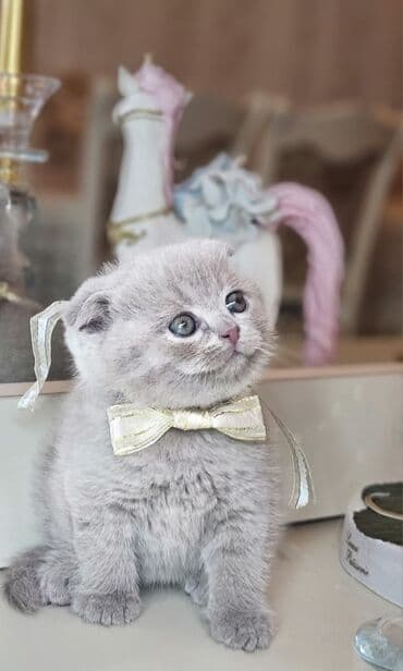 pişik şəkili: Şotland yastı qulaq — 2