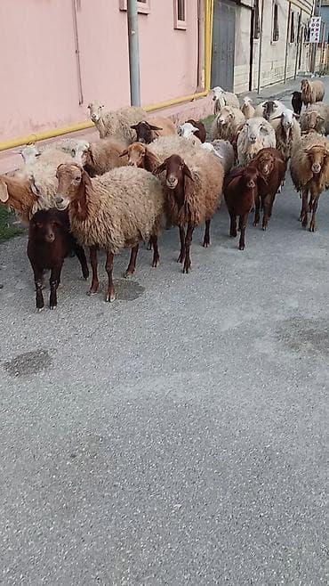tap az qoyun quzu satisi: Salam. 16 ana bala 3 subay. kom sekilde satilir. etrafli z vuru — 4