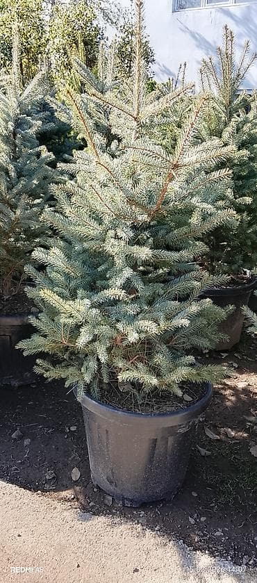 balaca gul buketleri: Thuja və ladin (yəqin ki, göy ladin/sarmaşıqlı ladin növləri) — 5