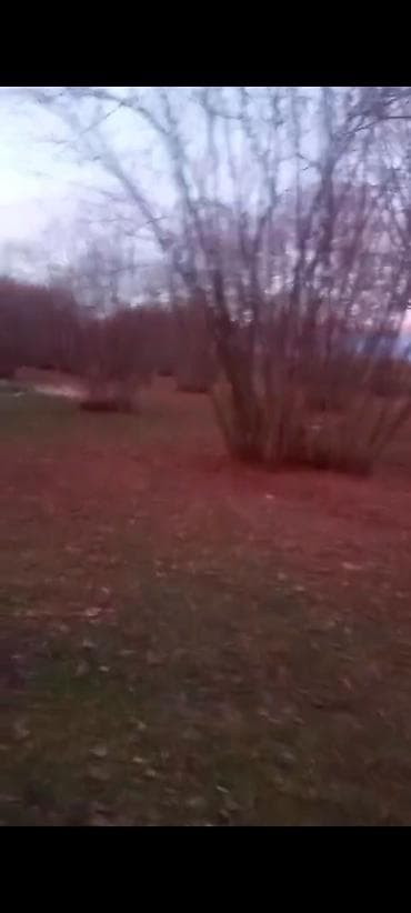 mingecevir satiliq evler: 1 sot, Kənd təsərrüfatı — 2