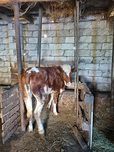 kreditle heyvan satisi: Dana, buzov — 1