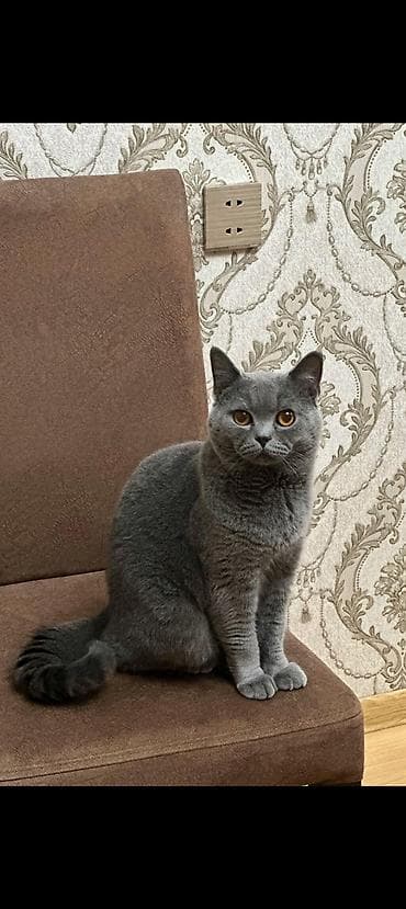 Heyvanlar üçün mallar: Britan — 4