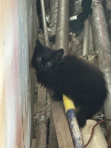 pişik cütleşdirmek: Yaxşı əllərə — 6