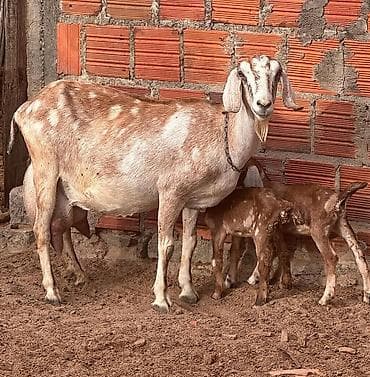 bala pişik ucuz: Süd istiqamətli keçi ailəsi - Növ: Süd keçisi (uzun qulaqlı, saqqallı — 1
