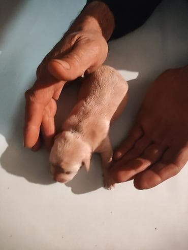 Balaca it balası – açıq bej rəng - Cins: it balası (qısa tüklü) -