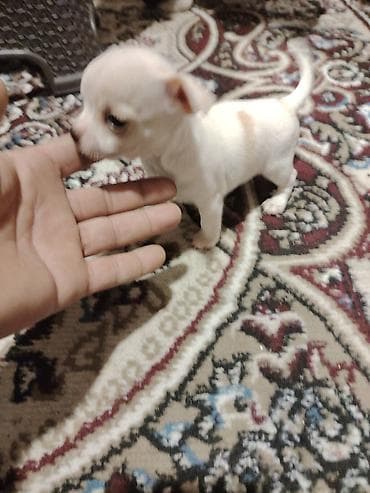 Heyvanlar üçün mallar: Çixuahua, Peyvəndli — 5