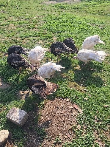 cin bildircin: Salam tam sağlam super heyvanlardi ünvan Hövsan kendi. Qiymət göre — 2