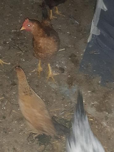 kənd cücəsi: Toyuq cücələri, Ətlik — 2