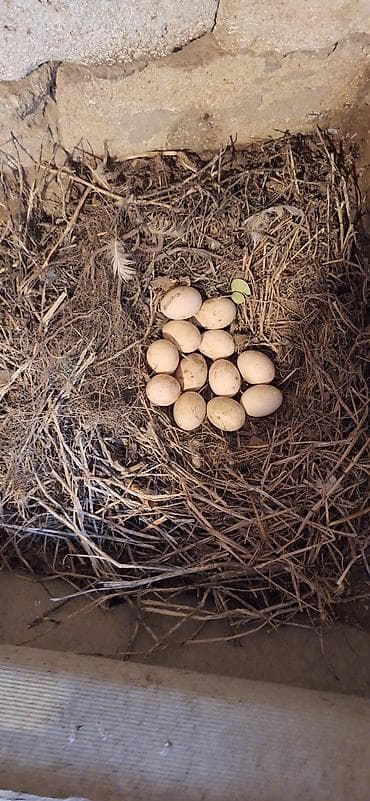 ağ ordək: Erkək, | Lal ördək, Damazlıq, Ünvandan götürmə — 4