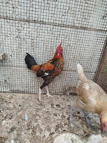 Quşlar: Toyuq, Damazlıq, Rayonlara çatdırılma — 7