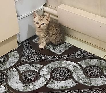 heyvan evləri: Britan — 1