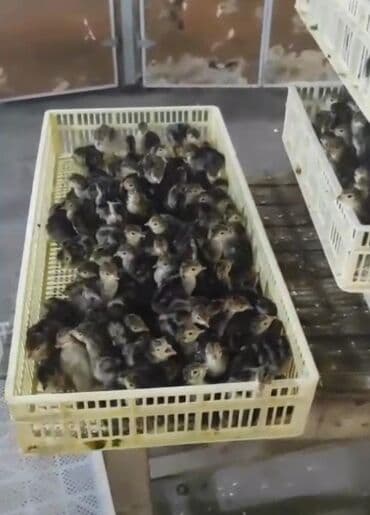 cücə: Hinduşka cücələri, Damazlıq, Pulsuz çatdırılma — 2