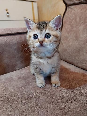 syam pişik: Britan — 1