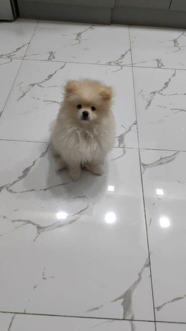 померанский шпиц цена: Шпиц, 6 месяцев, Самка — 2