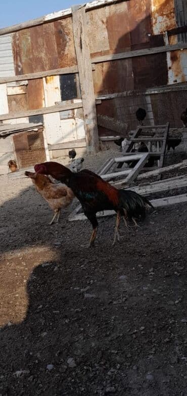 pişik şəkilləri: Məhsul: Xoruz (yerli döyüş/əsilzadı tipli) Təsvir: - Uzun bədənli — 4