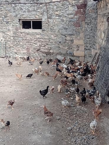 at sekileri: Toyuq cücələri, Ətlik, Ünvandan götürmə — 10