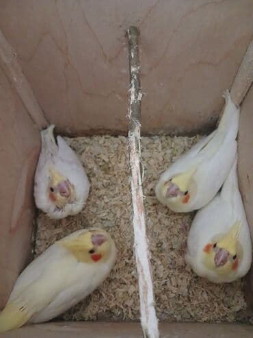 yanaqsız karella: Tam saglam cüt karella quşları bahalı qəfəs yem qabları yuvası nəvar — 9