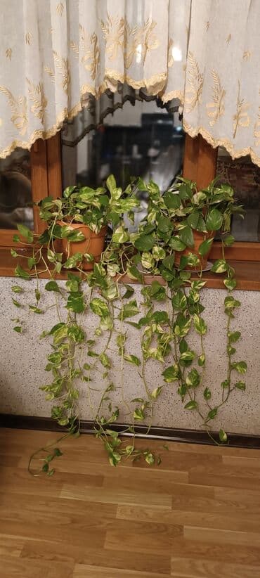 Qızıl sarmaşıq (Epipremnum aureum, pothos) – asma və ya dırmaşan bəzək