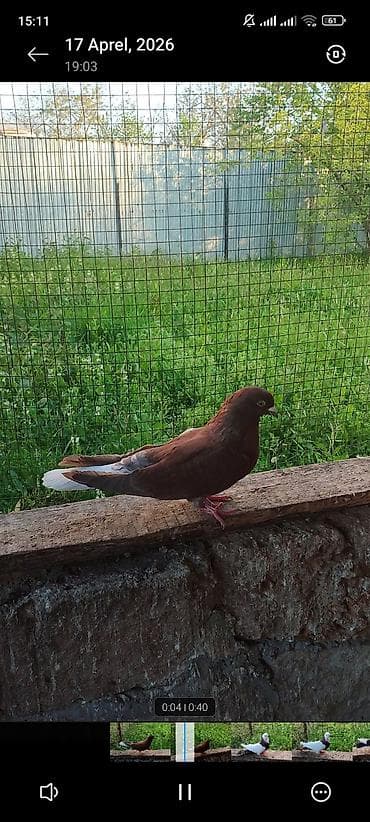 Qiymət kom 40 azn real hamsın alan olsa endirim eləmək olar Ağ quyruq