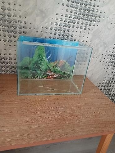 bala kirpi: Şüşə akvarium.baliglarsiz bosh satilir.alt shushesinde catı var. - — 1