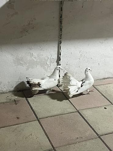 dərzi quşu: Salam nişanlı qırx quyruqlardı əsil bağ üçün alıb buraxasan vid üçün — 4