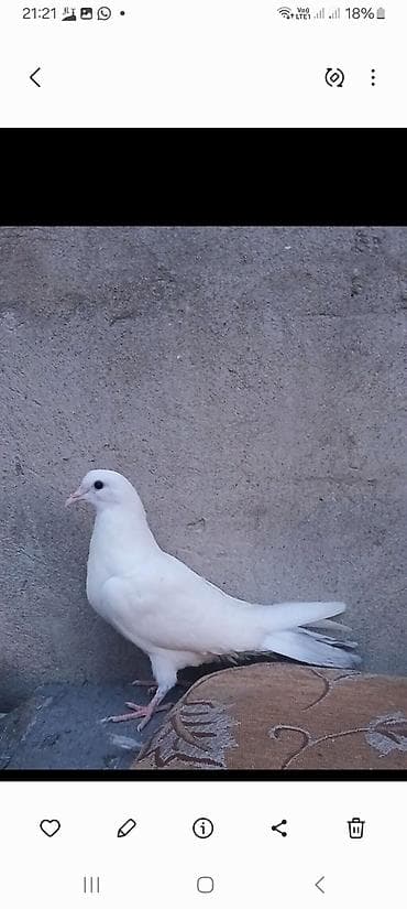 quslar: Tam ağ rəngli göyərçin - Rəng: qar kimi ağ, bərabər rəng paylanması - — 1