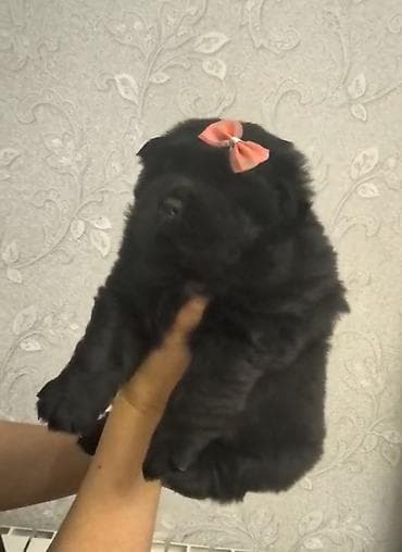 xaski balasi satilir: Çau-Çau — 2