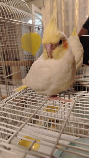 danışan quş: 2 aylıq erkek bala təzə yemə düşüb bədən ağ baş sarı sağlam və — 2