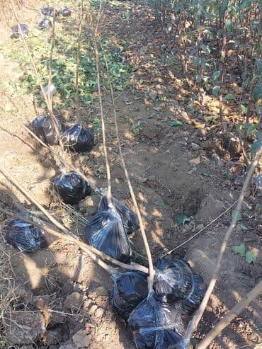 Satlıq tinglər – torpaqla köklənmiş, əkimə hazır ağac fidanları lalafo.az -da Satlıq tinglər – torpaqla köklənmiş, əkimə hazır ağac fidanları