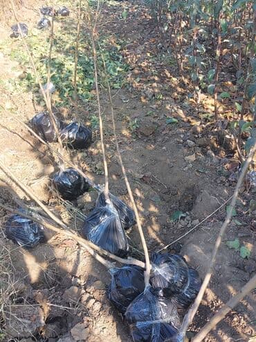 чехлы на диван бишкек: Məhsul: Meyvə ağacı tingləri Təsvir: - Şəkillərdə müxtəlif meyvə — 2